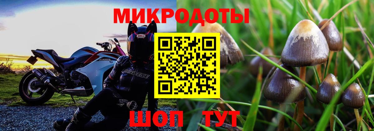 Псилоцибиновые грибы Psilocybine cubensis  Сыктывкар 